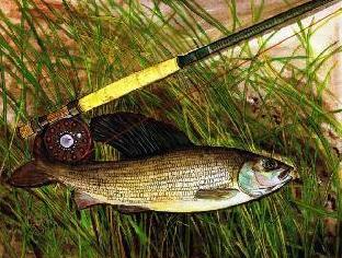 Arktische Äsche (Thymallus arcticus) Arktische Äsche (Thymallus arcticus)